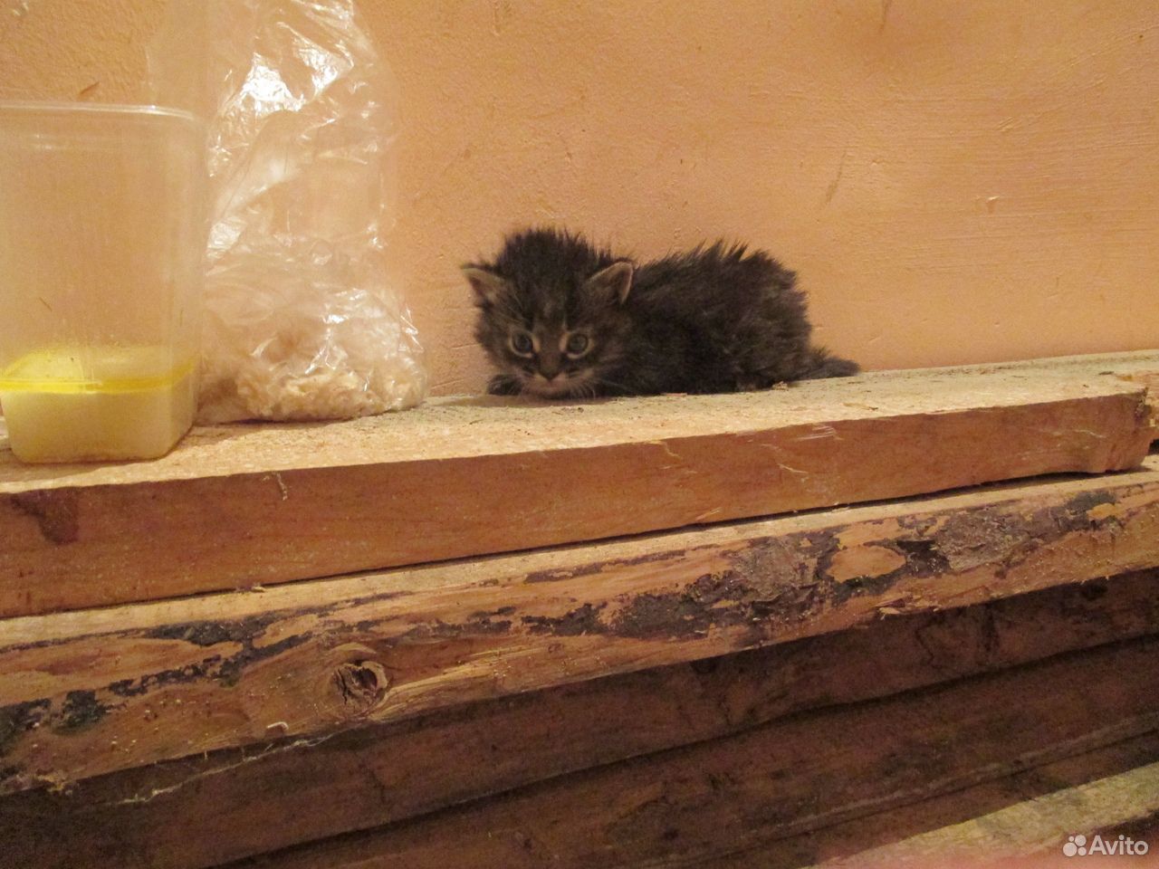 Котятки-малютки купить на Зозу.ру - фотография № 3