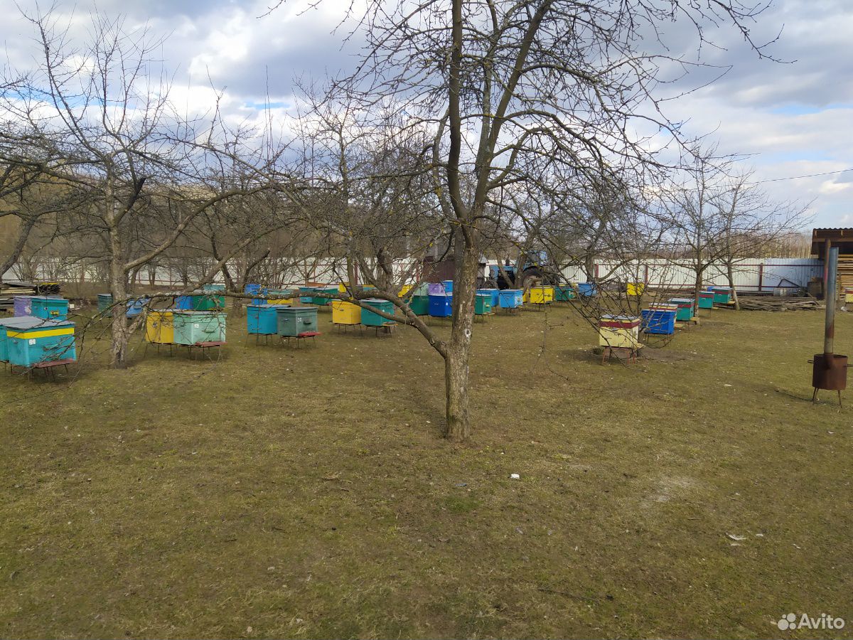 Пчелы купить на Зозу.ру - фотография № 5
