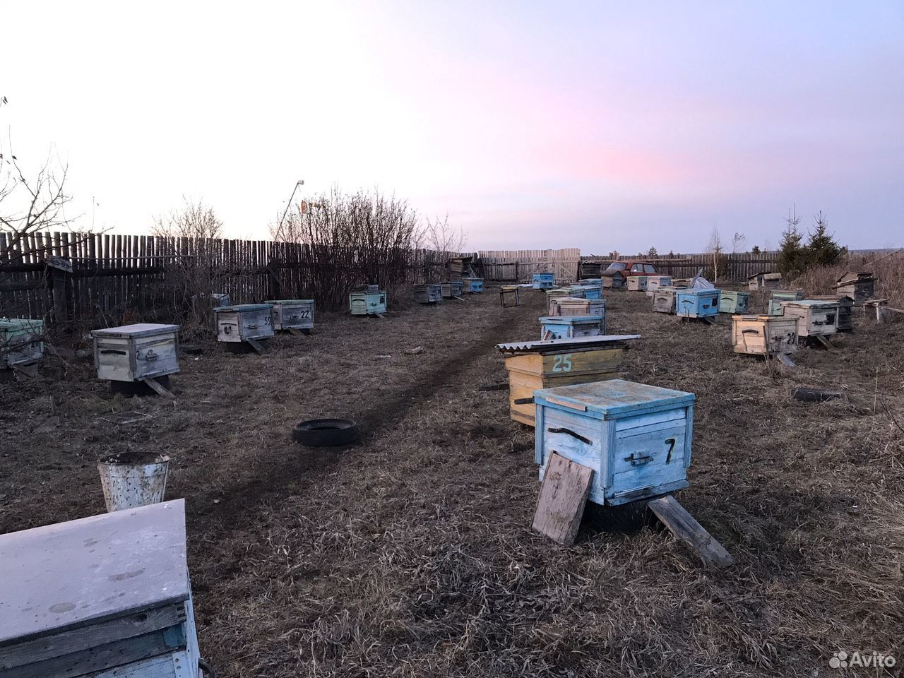 Пчёлы «карника» купить на Зозу.ру - фотография № 3