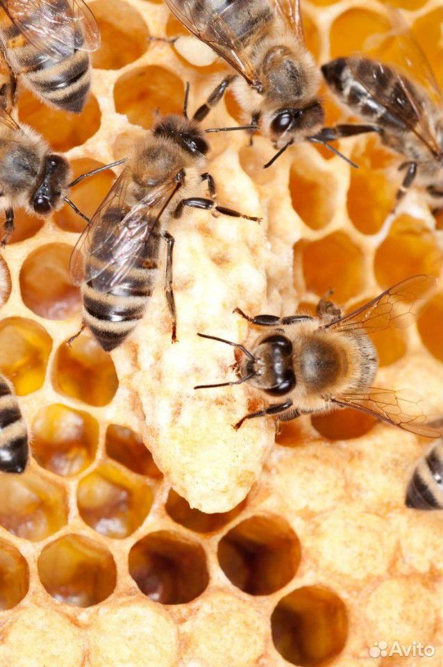 Продам пчелосемьи, пчелопакеты купить на Зозу.ру - фотография № 1