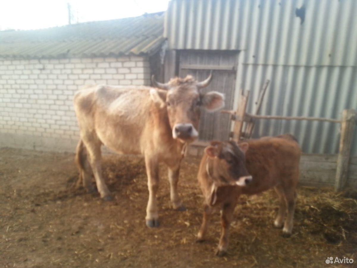 Бык корова и теленок купить на Зозу.ру - фотография № 4