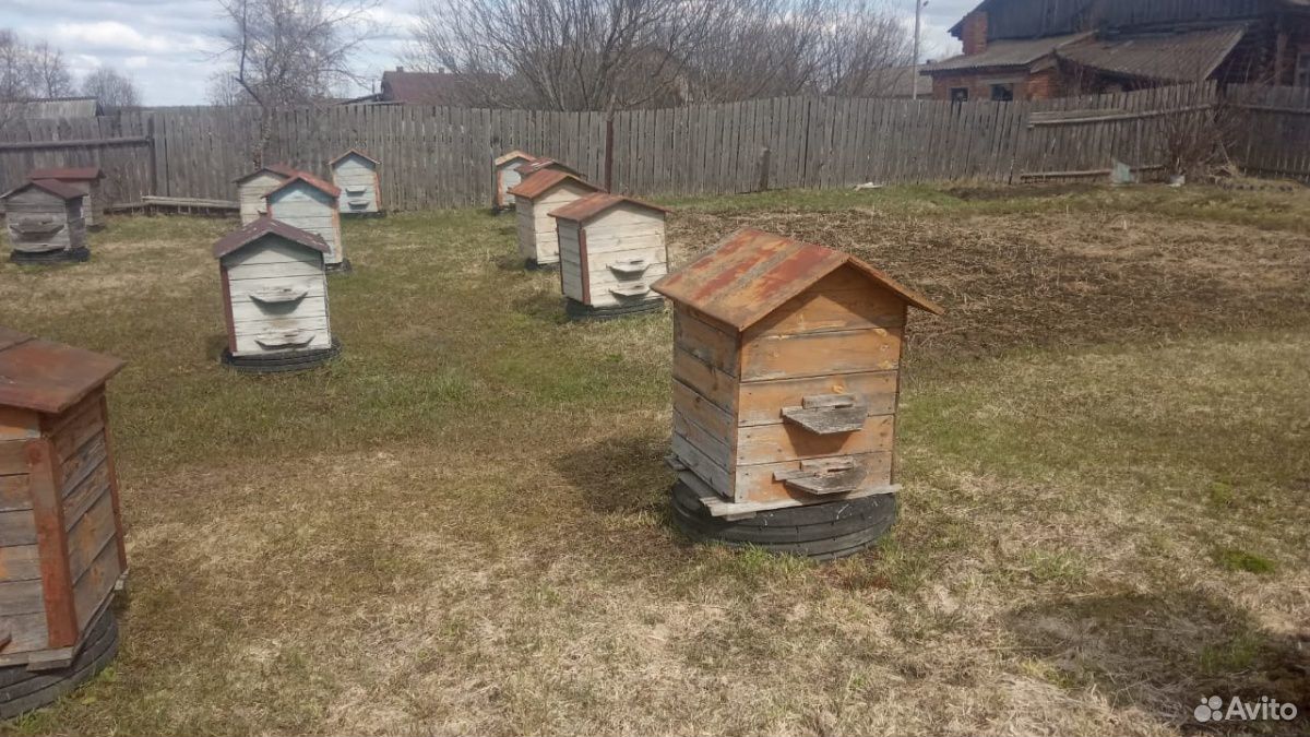 Продам улья с пчелами купить на Зозу.ру - фотография № 4