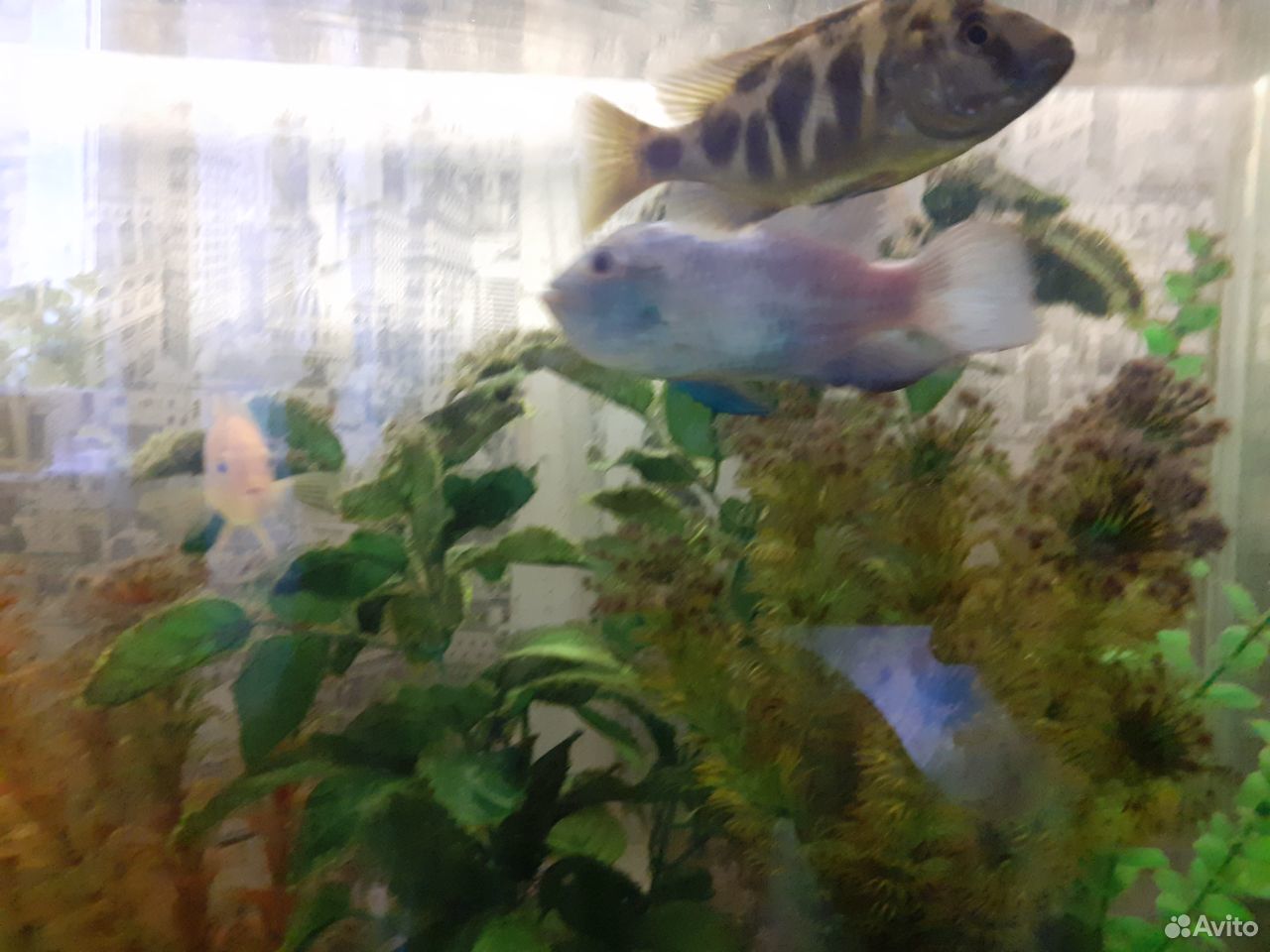 Рыбки крупные 7 штук, можно с аквариумом. 120 литр купить на Зозу.ру - фотография № 2