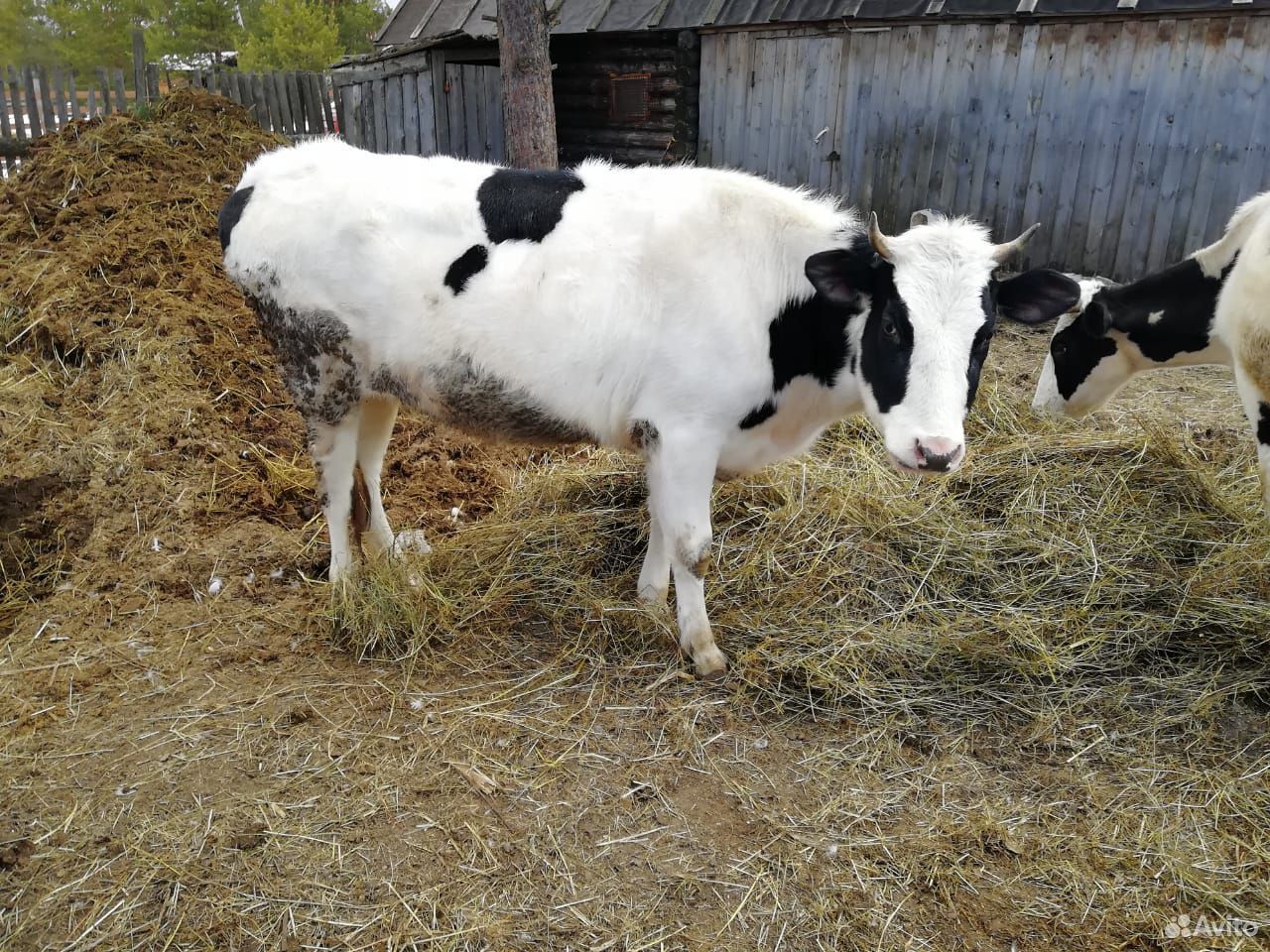 Корова тёлка купить на Зозу.ру - фотография № 3