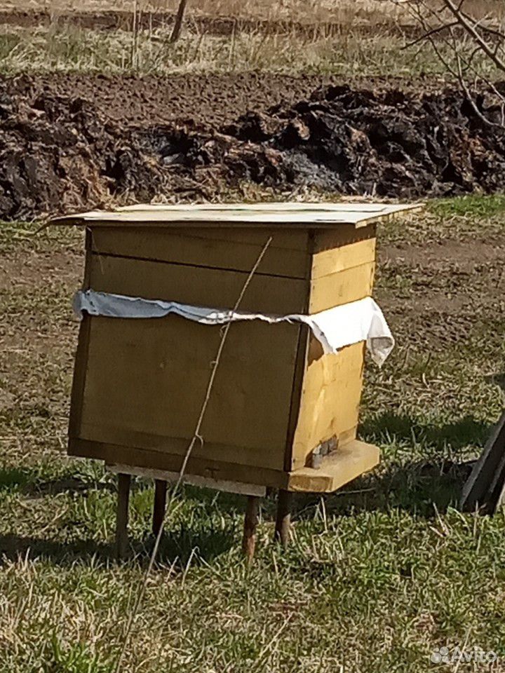 Пчёлы,улей купить на Зозу.ру - фотография № 3