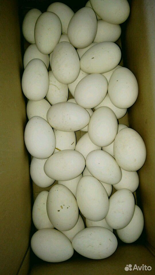 Гусыни с гусятами. Яйца гусиные для инкубации купить на Зозу.ру - фотография № 4