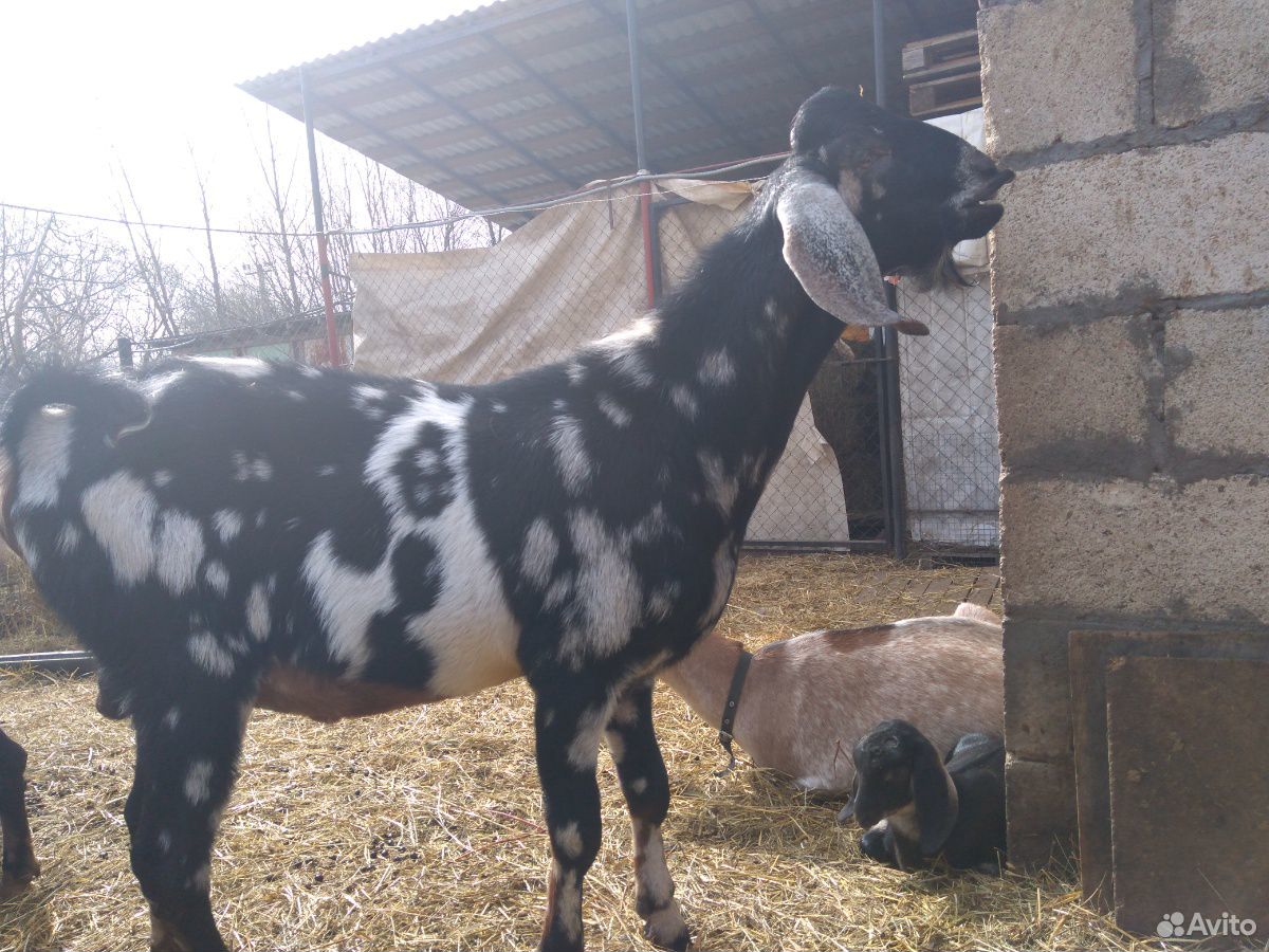 Стадо породистых коз купить на Зозу.ру - фотография № 10