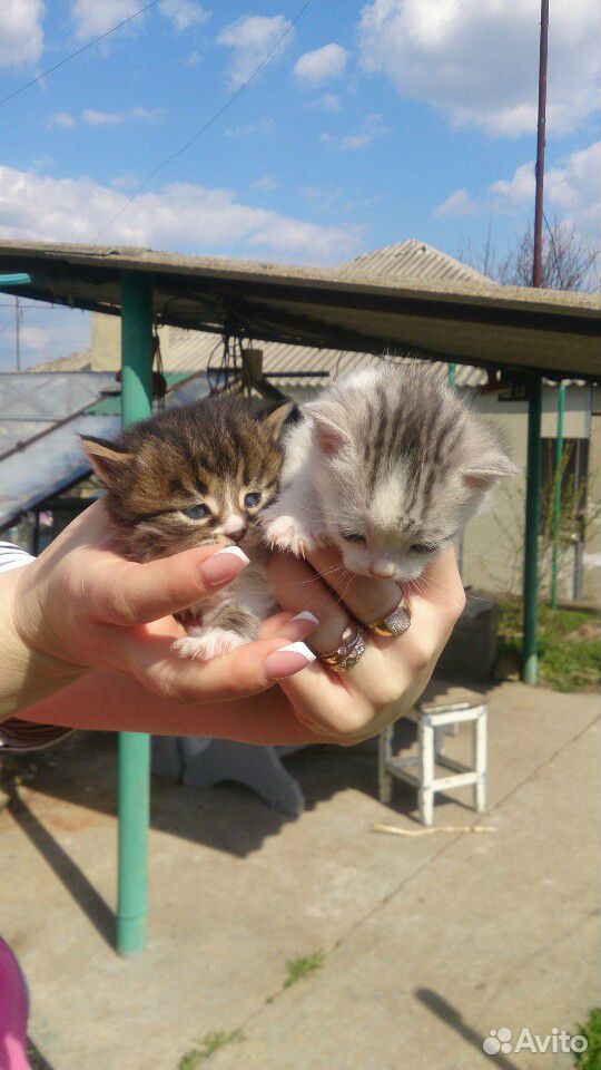 Отдаю котят купить на Зозу.ру - фотография № 1
