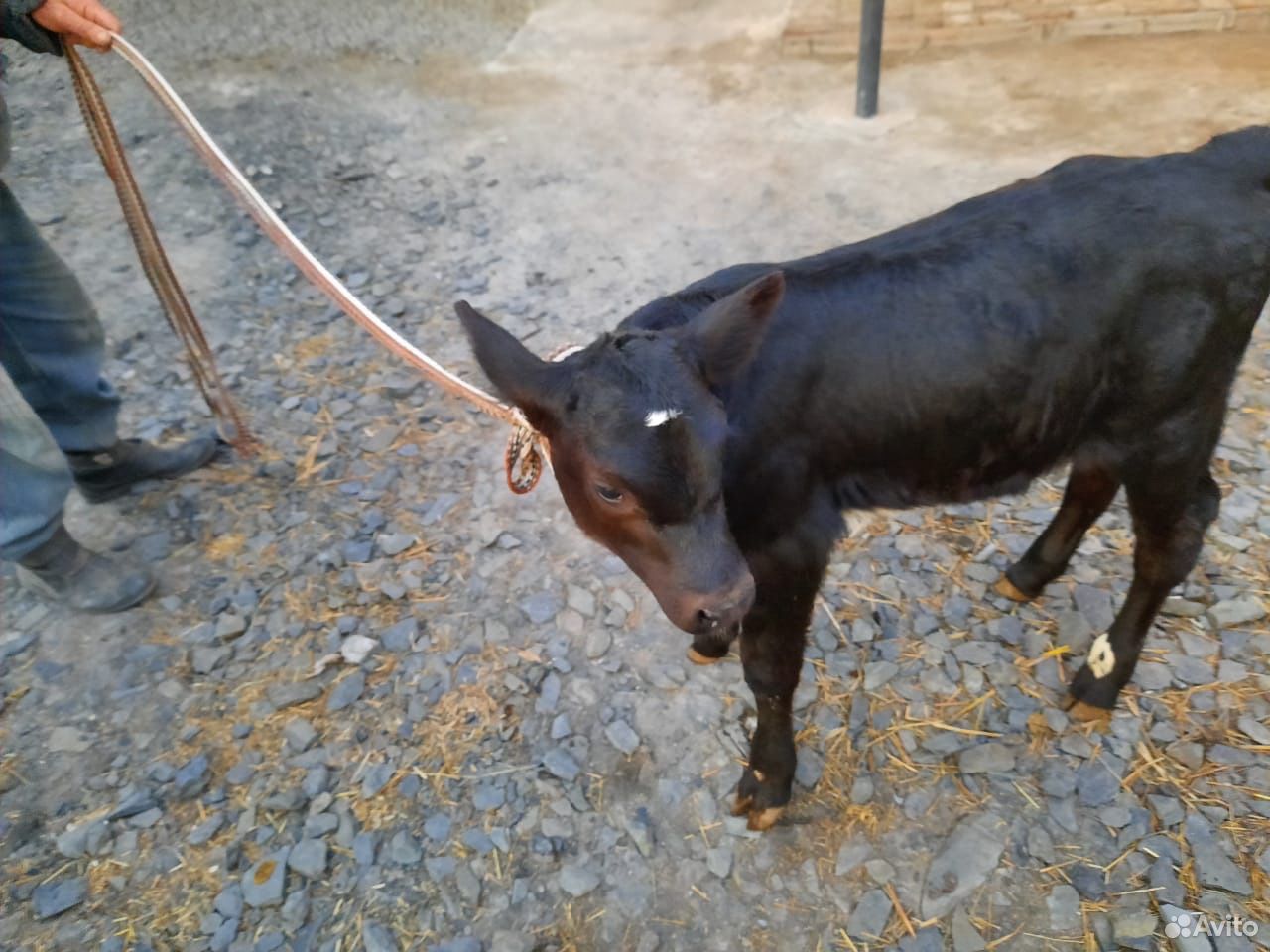 Корова,телка,бык купить на Зозу.ру - фотография № 3