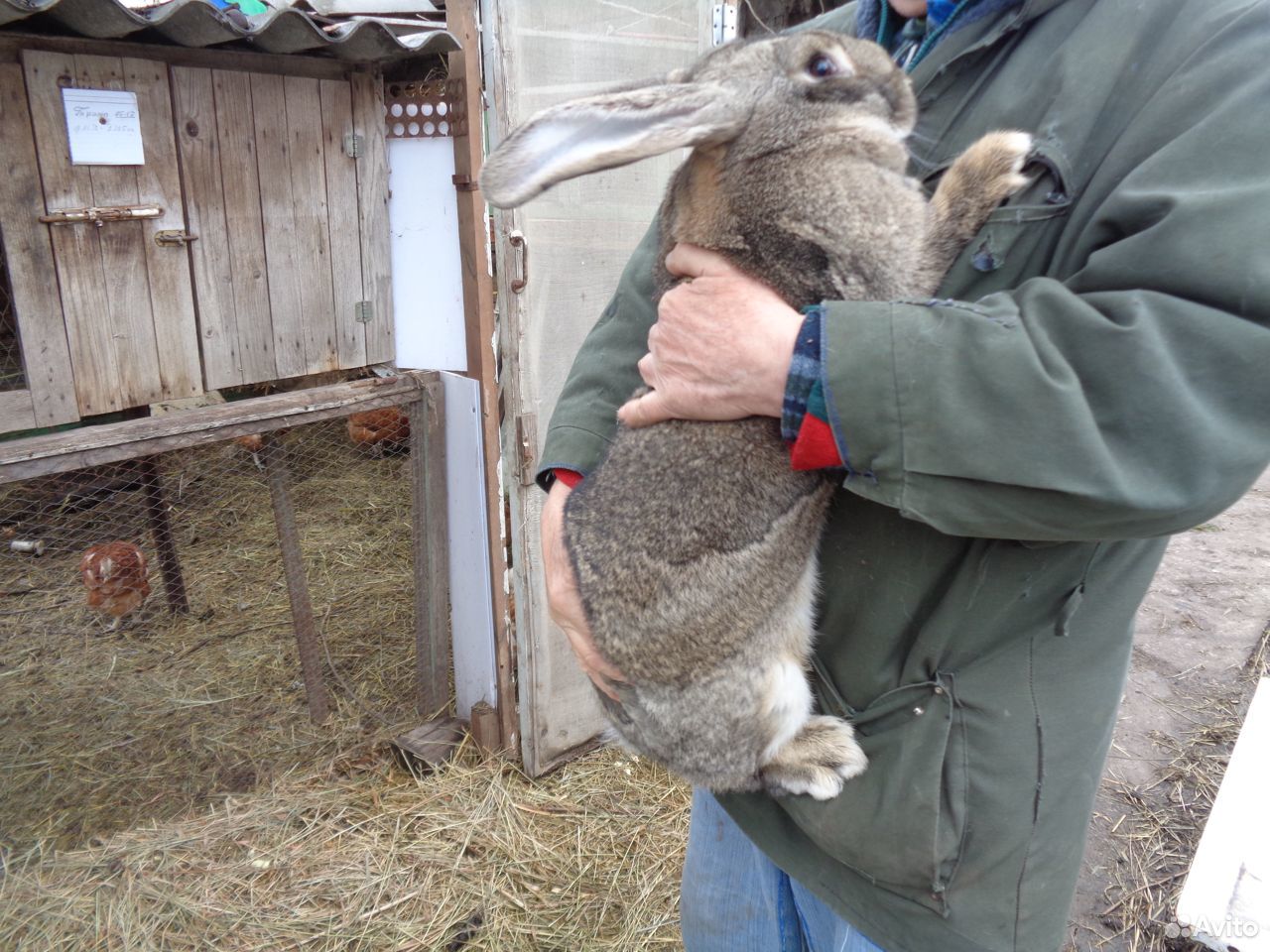 Кролики фландр купить на Зозу.ру - фотография № 1