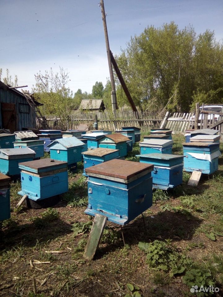 Пасека, дом и пчёлы купить на Зозу.ру - фотография № 3