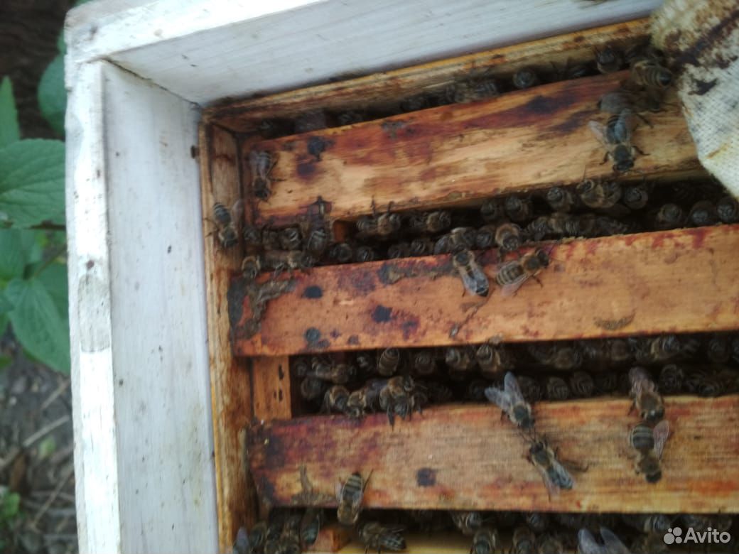 Пчёлы. Семьи на высадку купить на Зозу.ру - фотография № 2