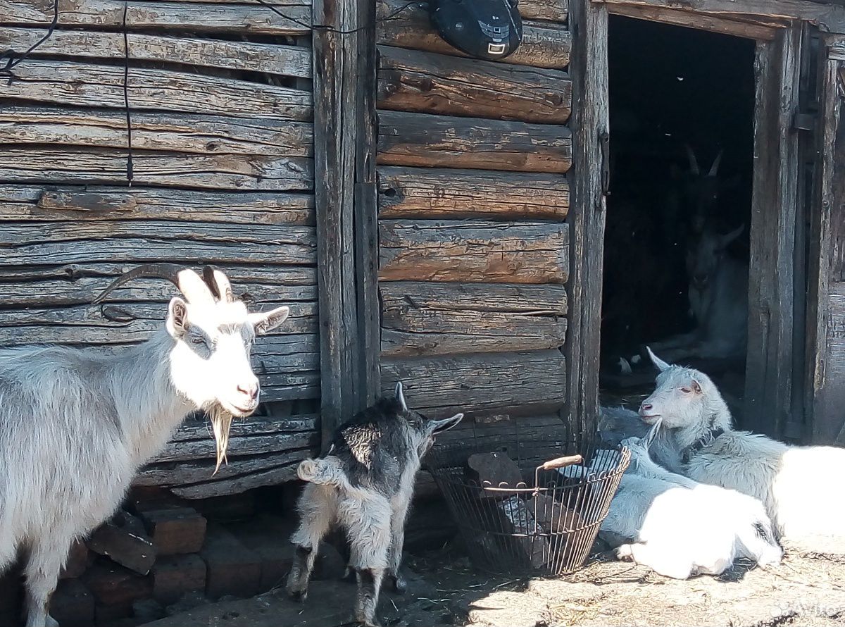 Продаются козы с козлятами купить на Зозу.ру - фотография № 1