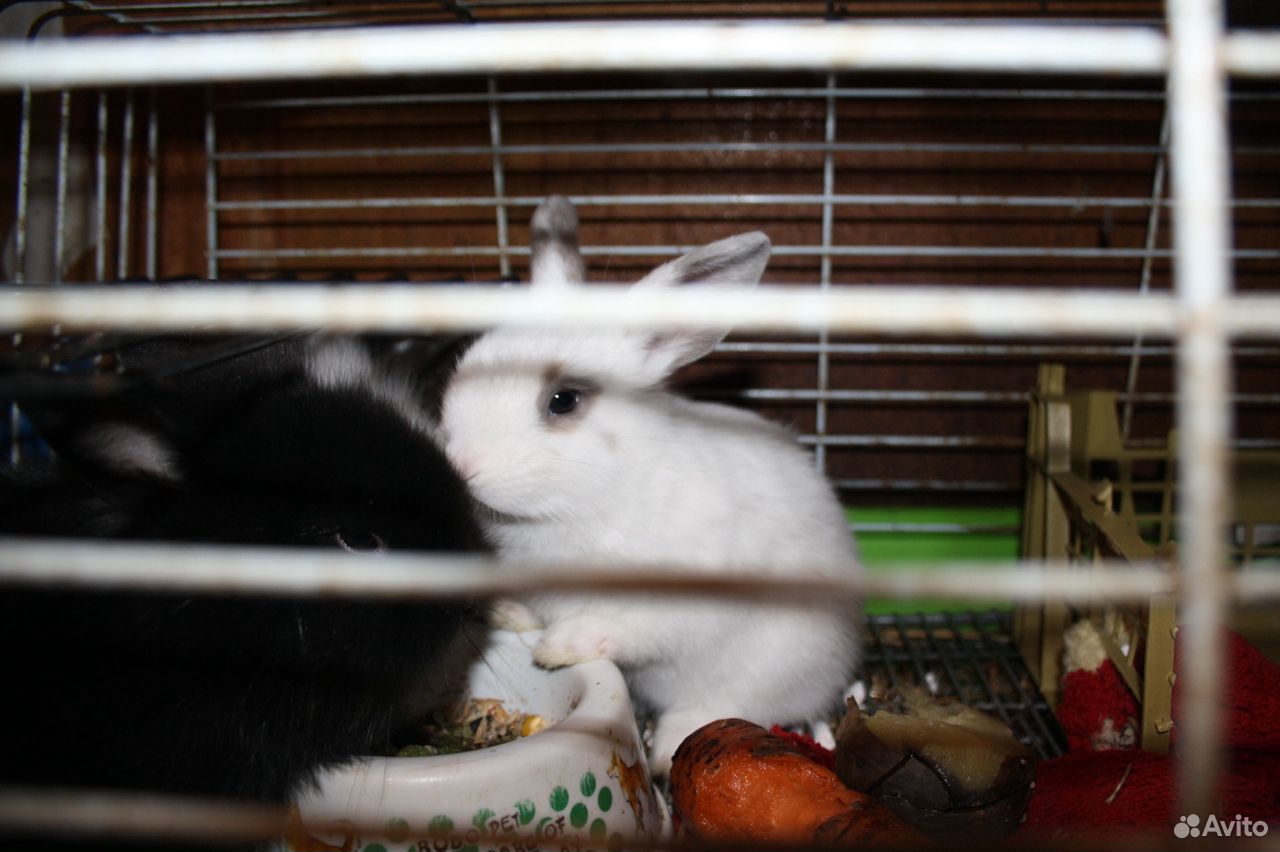 Милые пушистые кролики скрасят жизнь купить на Зозу.ру - фотография № 5