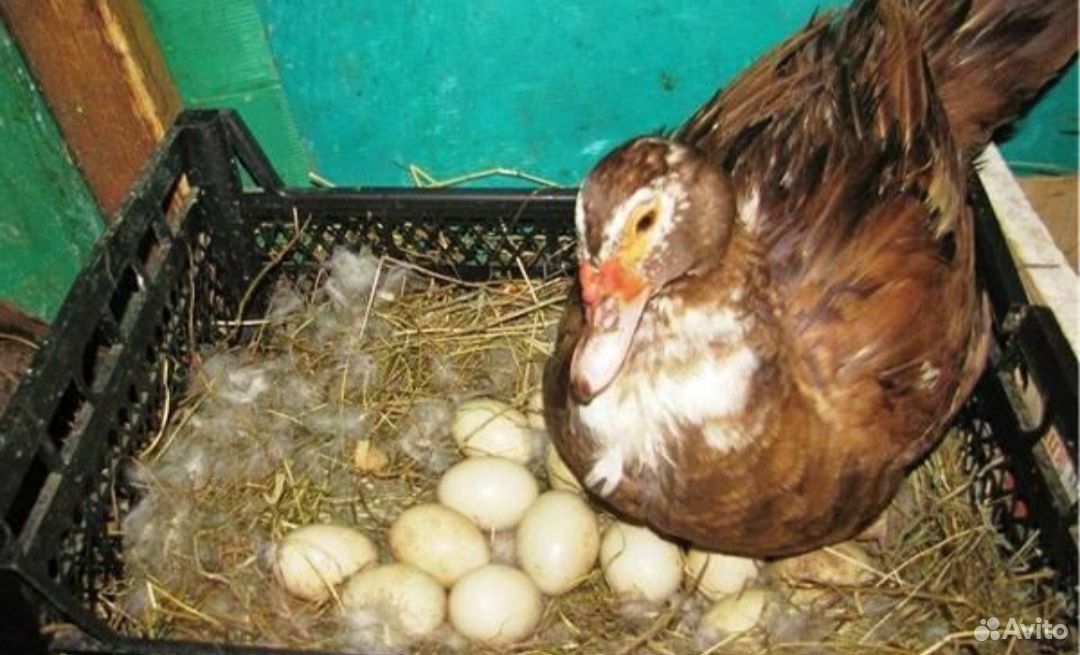 Яйца Индоутки инкубационные купить на Зозу.ру - фотография № 1