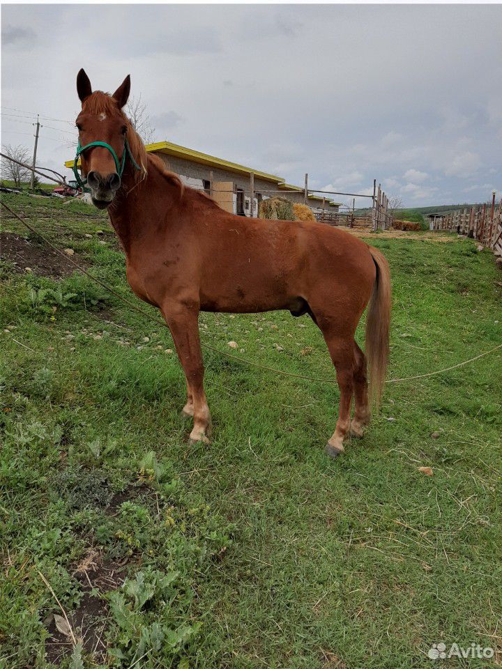Мерин Лошадь купить на Зозу.ру - фотография № 1