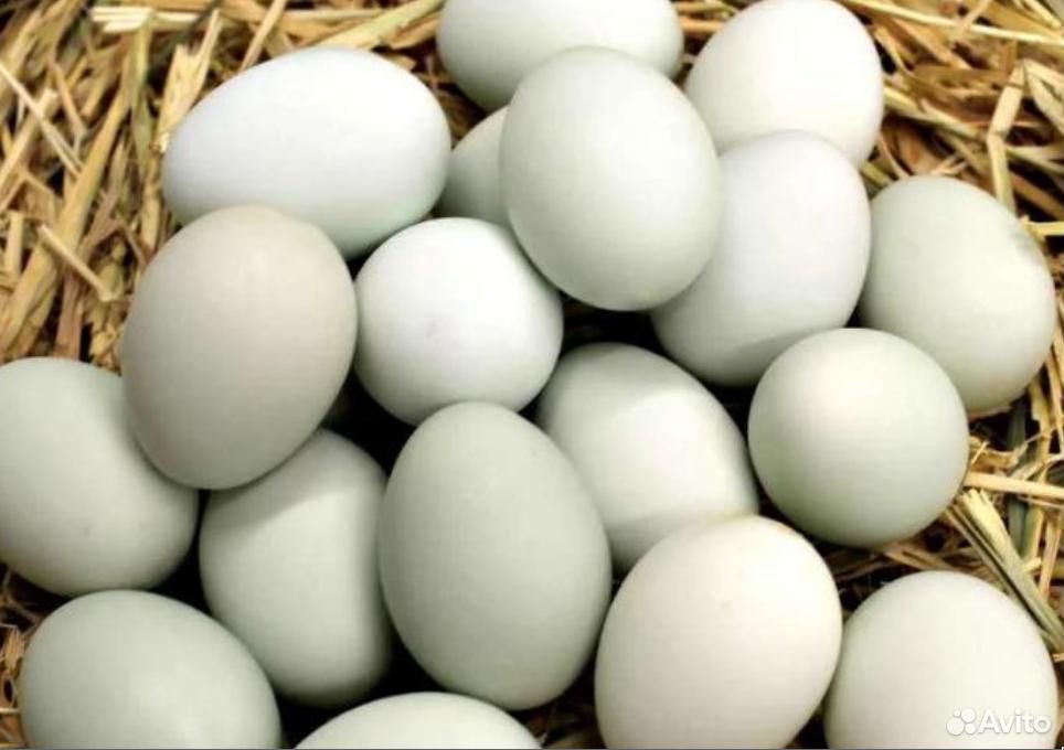 Инкубационное яйцо и подрощенные цыплята купить на Зозу.ру - фотография № 4
