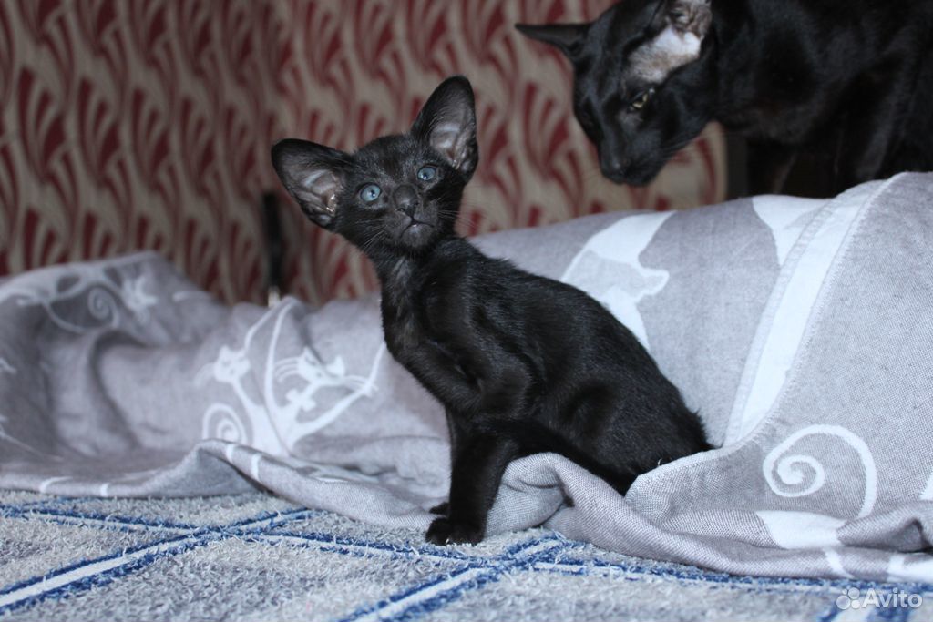 Мини-пантера черный ориентальный котенок купить на Зозу.ру - фотография № 7