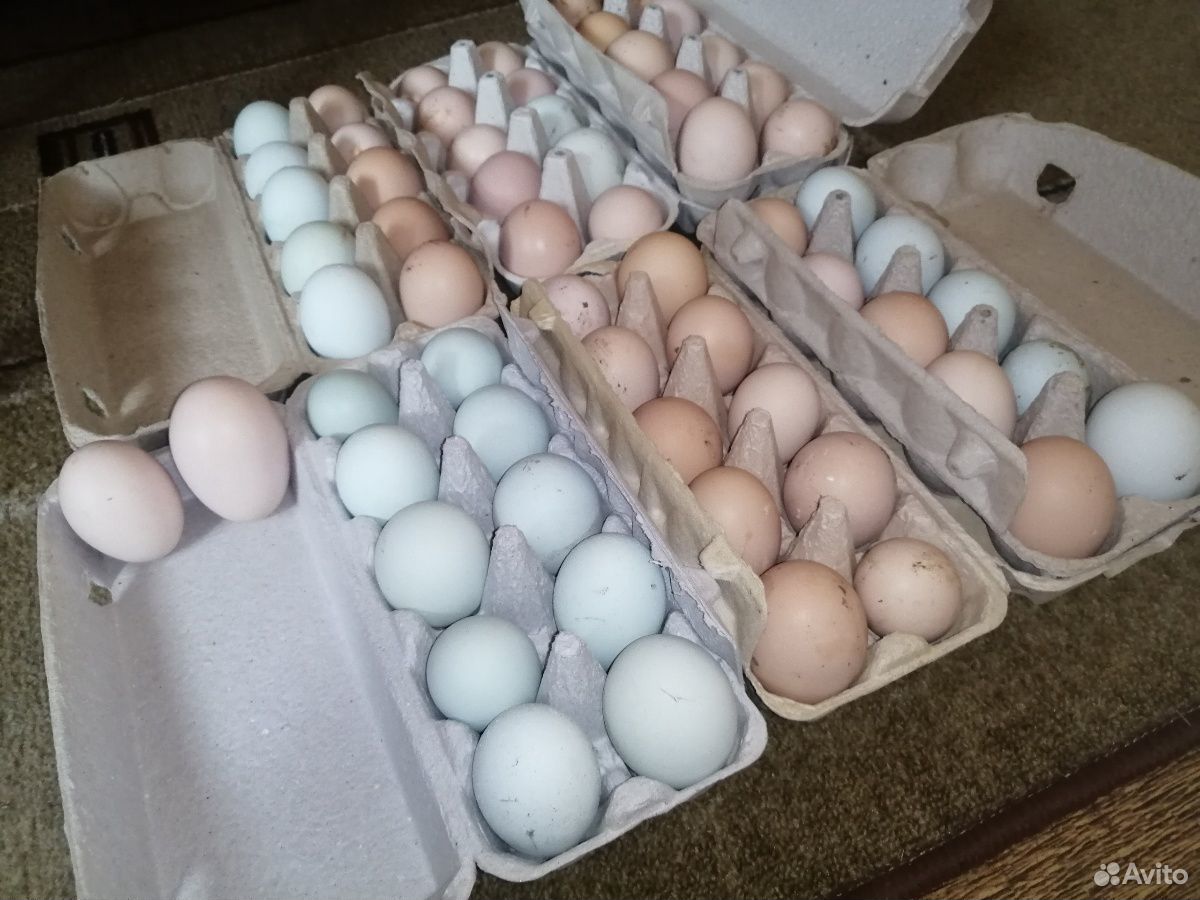 Яйца инкубационные купить сергиев посад. Яйцо утиное инкубационное купить.