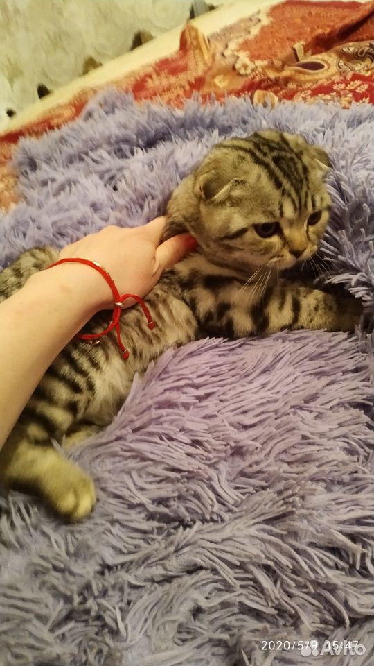 Продам котенка 3 месяца девочка купить на Зозу.ру - фотография № 3