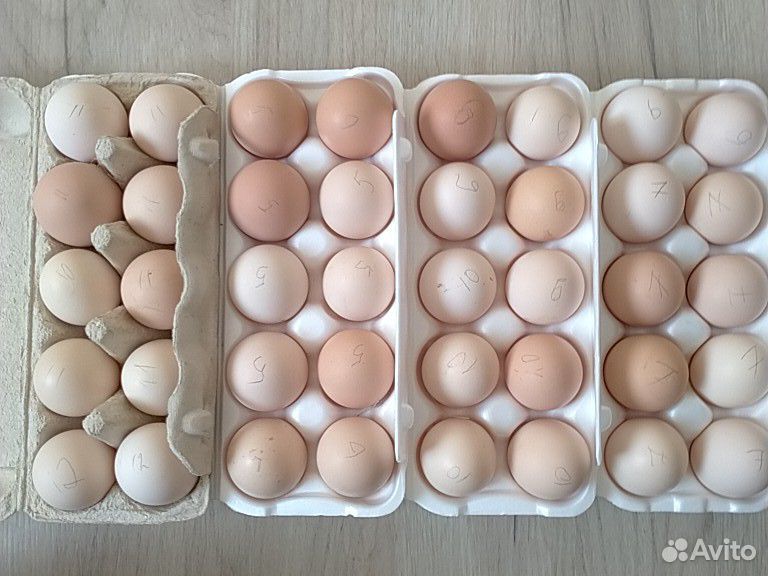 Яйцо инкубационное купить на Зозу.ру - фотография № 3