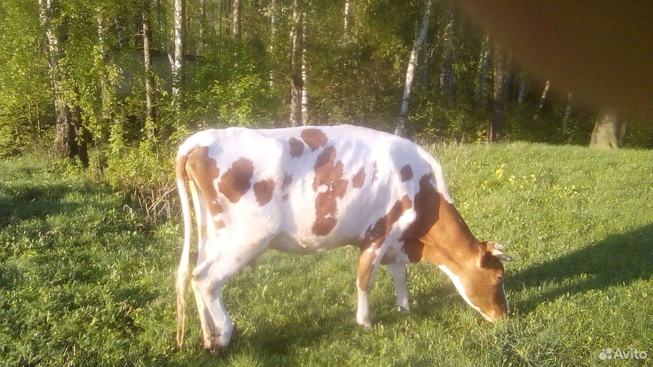 Продаётся корова купить на Зозу.ру - фотография № 2