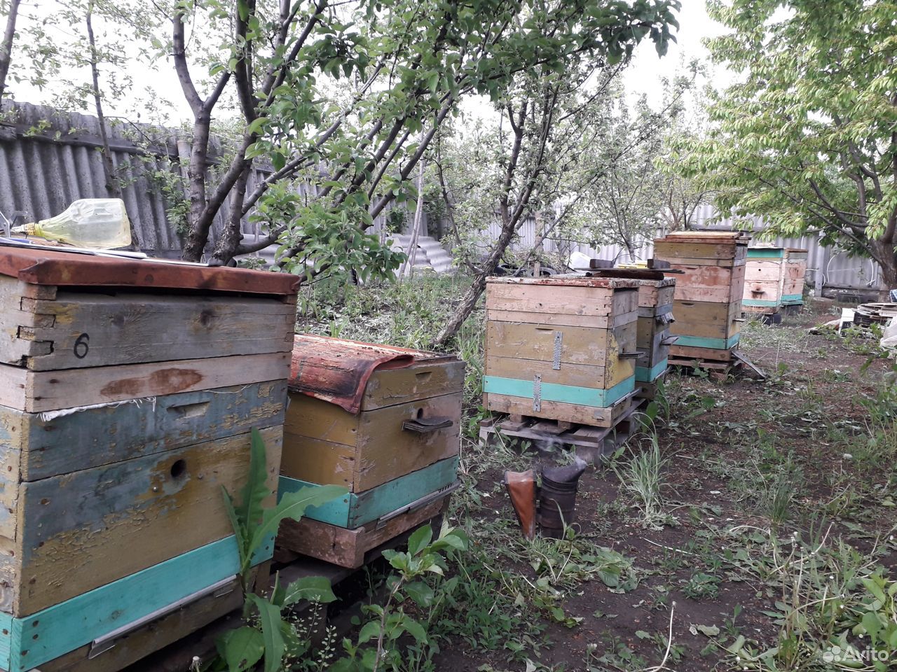 Пчелосемьи дадан в г. Богучар купить на Зозу.ру - фотография № 2