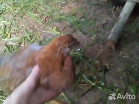 Обычный цыплята купить на Зозу.ру - фотография № 3