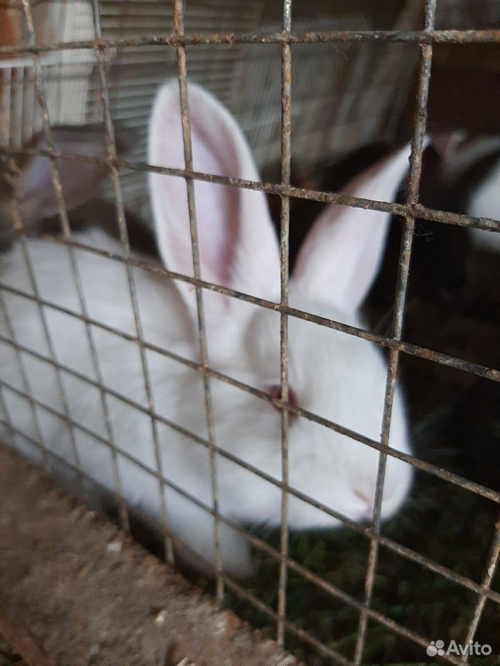Крольчата помесные и белый великан купить на Зозу.ру - фотография № 3