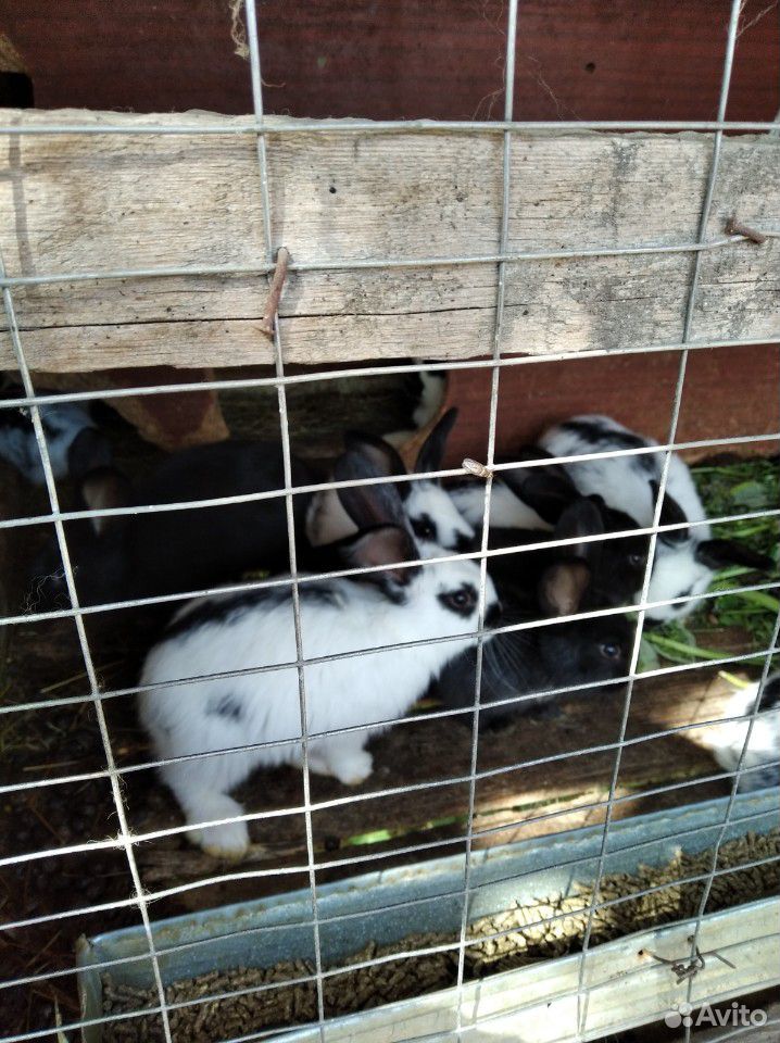 Кролики молодняк 35 суток купить на Зозу.ру - фотография № 5