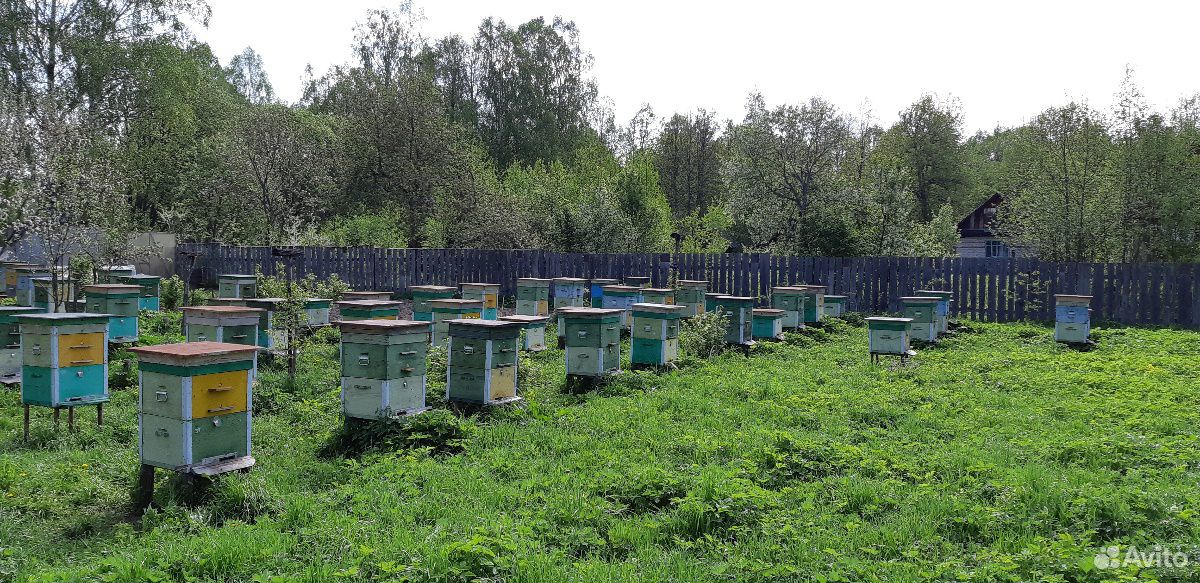 Пчелосемьи среднерусской породы купить на Зозу.ру - фотография № 1
