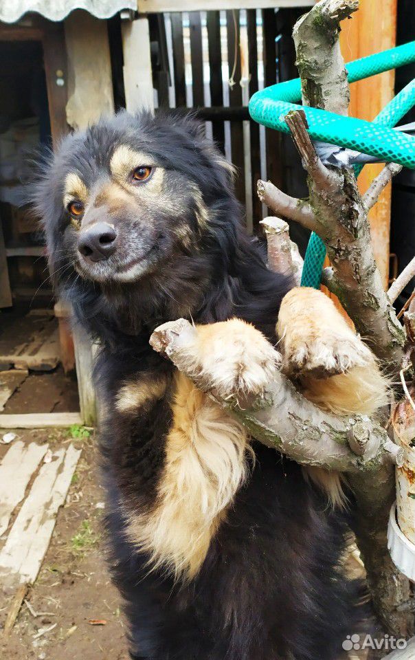 Собака Жучка купить на Зозу.ру - фотография № 1
