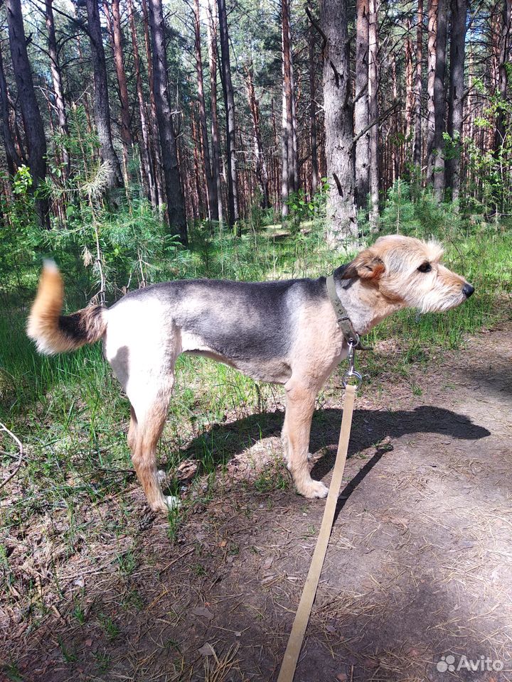 Собака Баффи ищет дом или передержку купить на Зозу.ру - фотография № 2