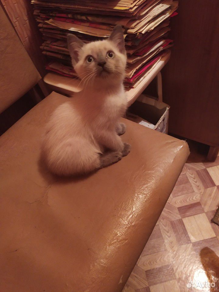 Тайские котята купить на Зозу.ру - фотография № 8