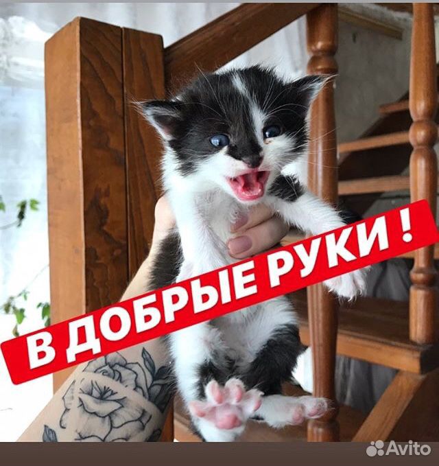Котяточки купить на Зозу.ру - фотография № 1