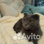 Найдена кошка британка купить на Зозу.ру - фотография № 2