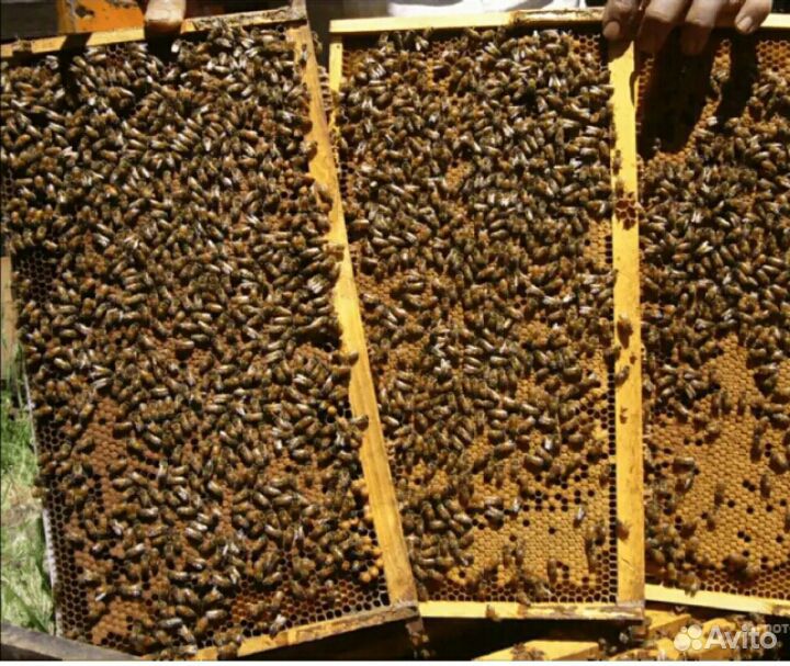 Продаю пчелопакеты на рамках "Дадан". "Карника-Бак купить на Зозу.ру - фотография № 2