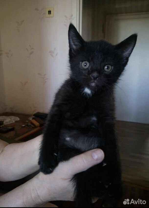 Котята 2 месяца купить на Зозу.ру - фотография № 3