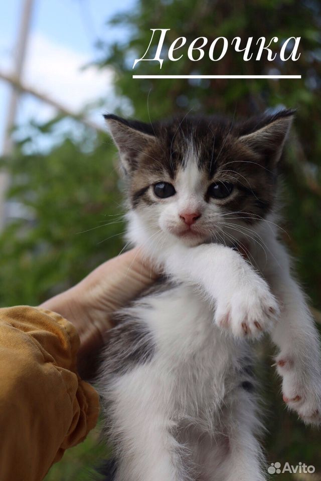Котята от кошки Мейн-кун купить на Зозу.ру - фотография № 3