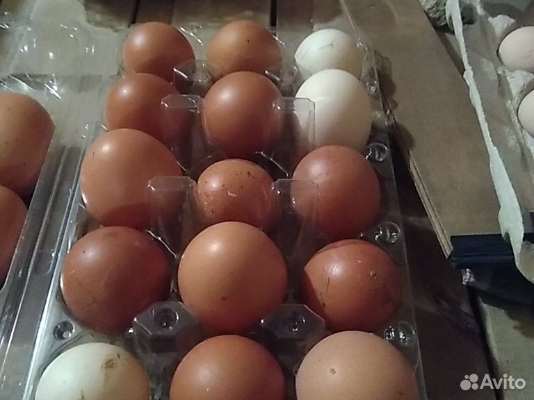 Инкубационое яйцо купить на Зозу.ру - фотография № 3