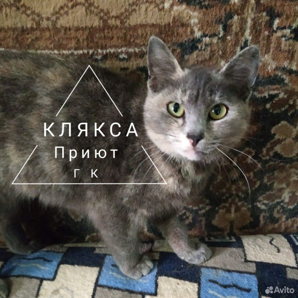 Кошки из приюта купить на Зозу.ру - фотография № 3