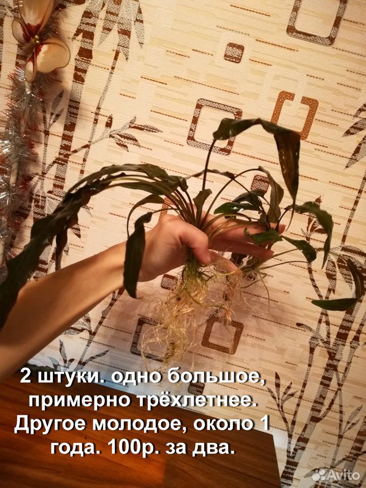 Растения и сомы водорослееды купить на Зозу.ру - фотография № 3