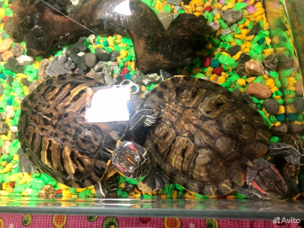 Водная черепахи красноухие купить на Зозу.ру - фотография № 1