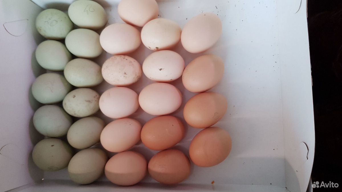 Цыплята амераукан и инкубационное яйцо купить на Зозу.ру - фотография № 6