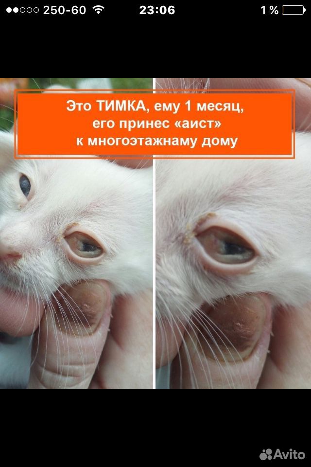 Котёночек купить на Зозу.ру - фотография № 1