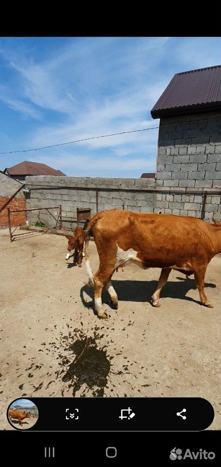 Корова с теленоком купить на Зозу.ру - фотография № 8