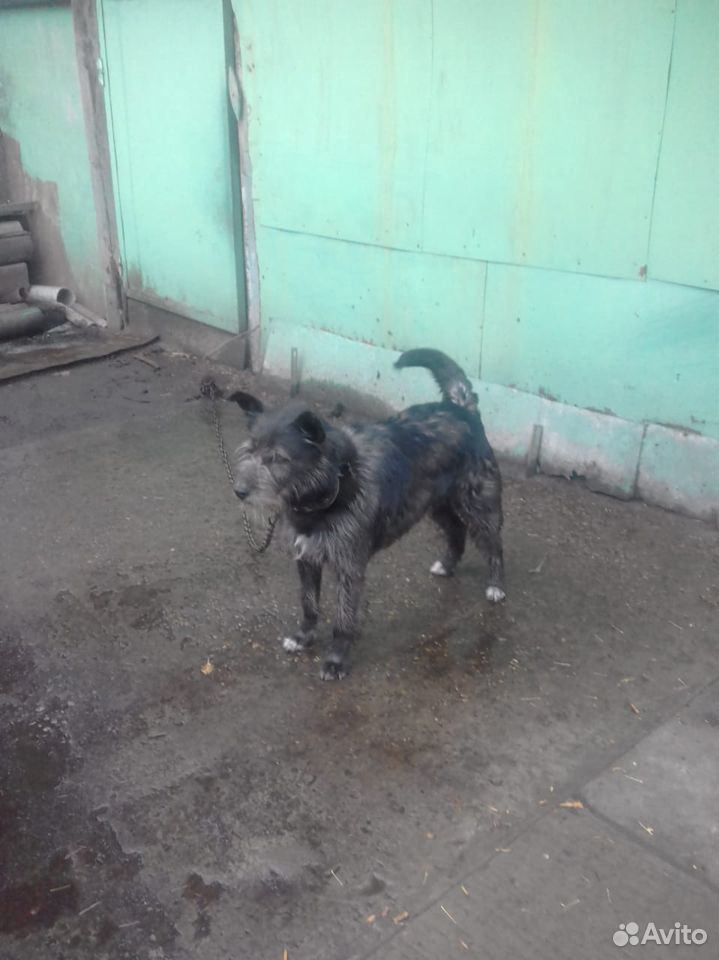 Злющий пес ищет хозяина купить на Зозу.ру - фотография № 2