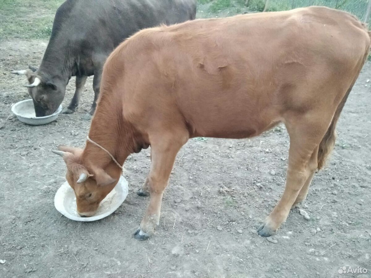 Корова и телка купить на Зозу.ру - фотография № 6