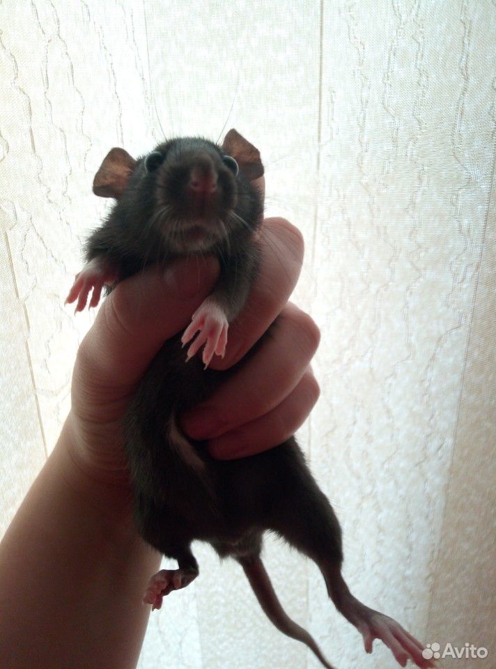 Продам крысят купить на Зозу.ру - фотография № 1