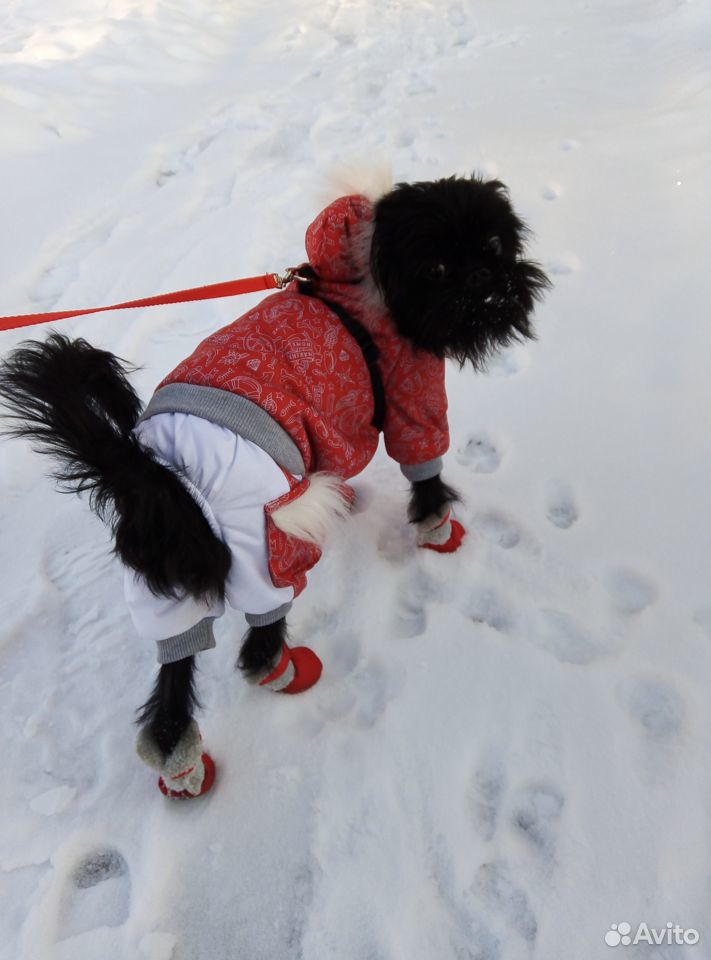 Продам зимний комбинезон на маленькую собачку купить на Зозу.ру - фотография № 2